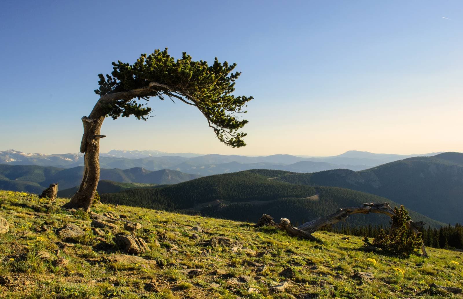 Bristlecone pine on a windswept ridge